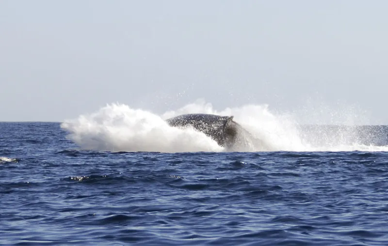 A breaching humpback whale get back to the sea