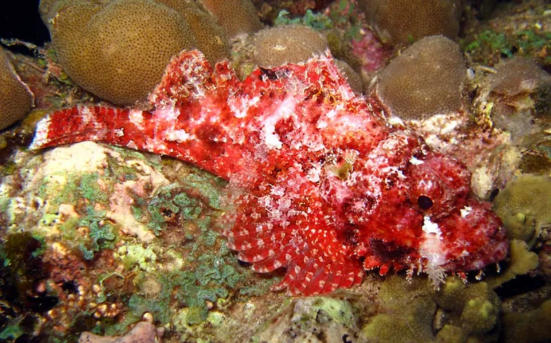 Poisson scorpion rouge, sans doute à houppes et sans doute juvénile