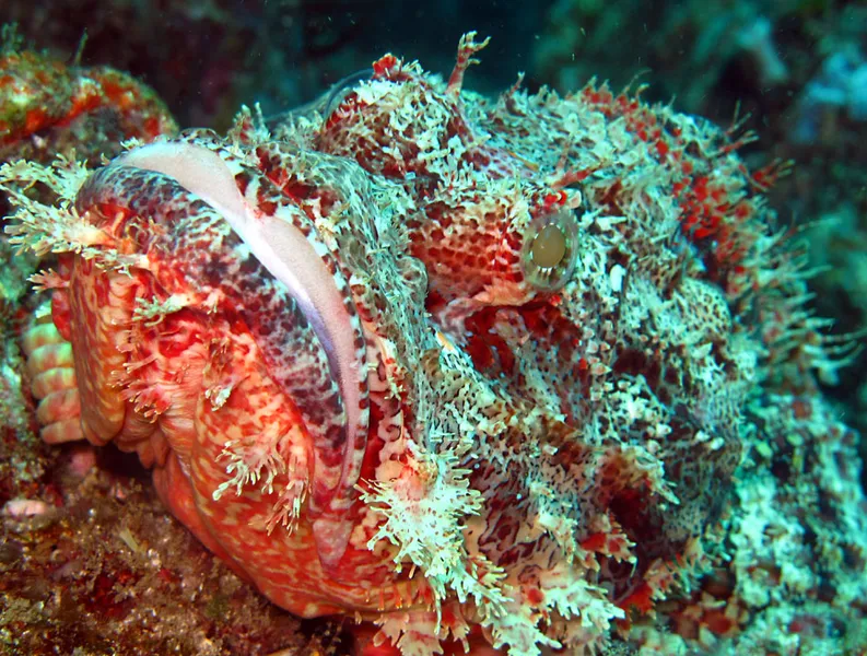 Poisson scorpion à houppes, blanche bouche bée