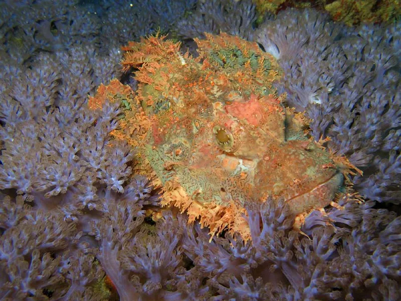 Beau poisson scorpion à houppes sur son tapis d'alcyonaires bleus