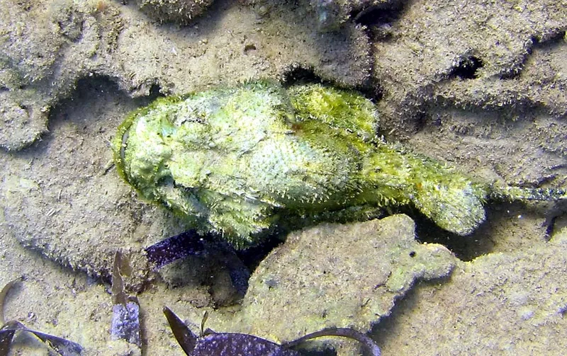Looking dead scorpionfish on dead coral
