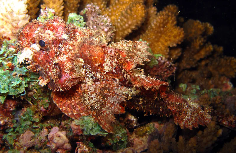 Raggy scorpionfish