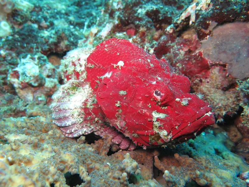  Red tassled scorpion fish (angry? scary?)