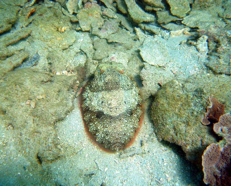 Une seiche dans le corail mort du Massif des Roses