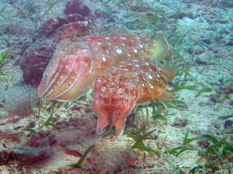Blushing cuttlefish