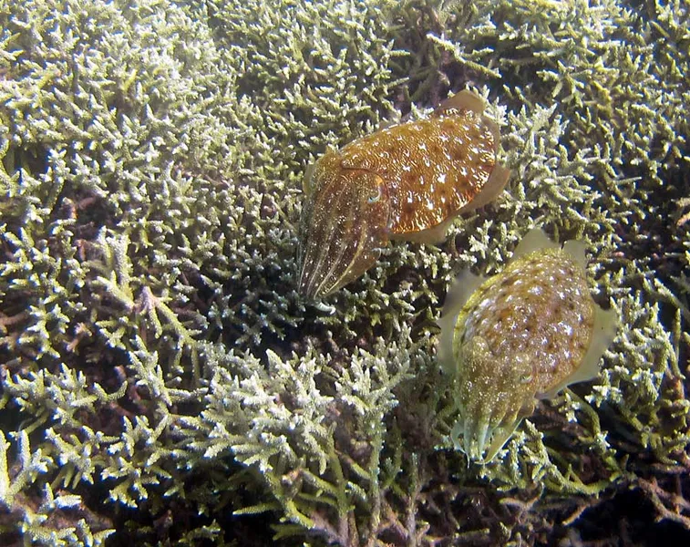 Two broadclub cuttlefishes over  snow coral