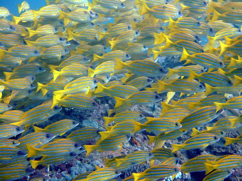 A school of bluelined snappers