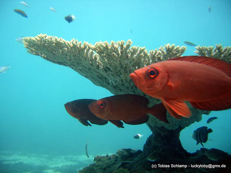 Beauclaires embusqués sous une table de corail