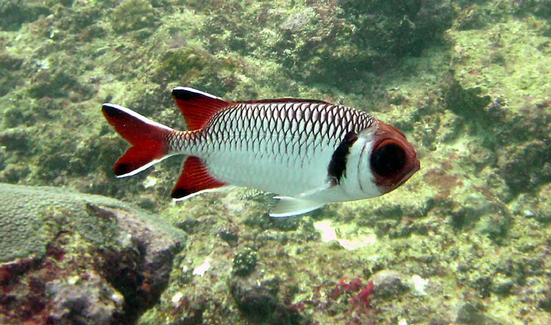 Poisson soldat de profil