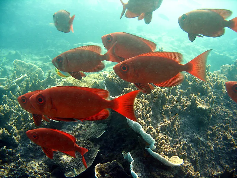 Bigeyefish hanging over coral roses