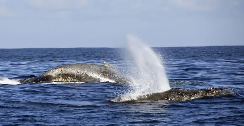 Une baleine qui souffle, l'autre qui bosse