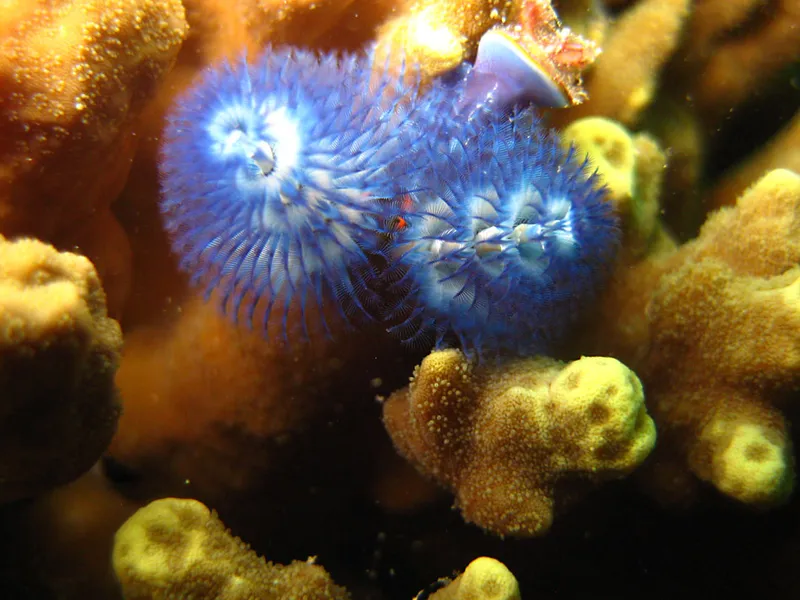 Spirobranche bleu sur corail jaune