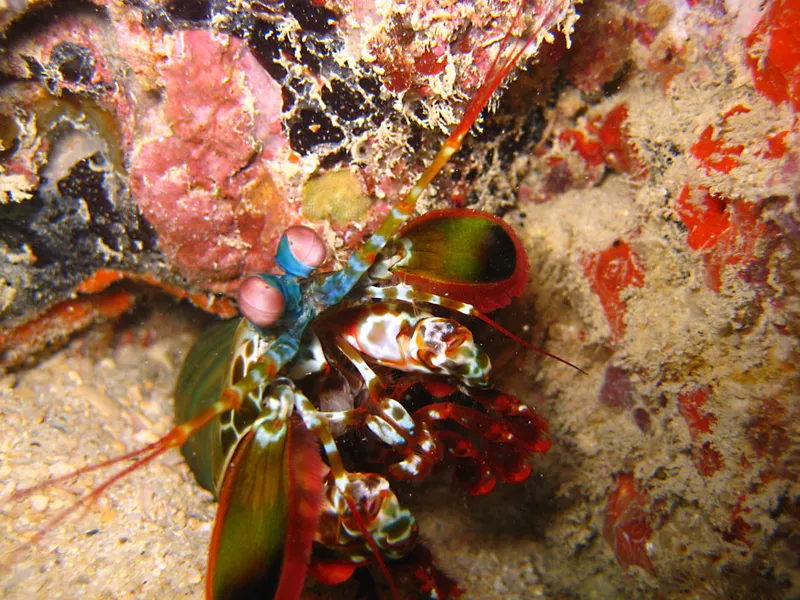 Manta shrimp close-up