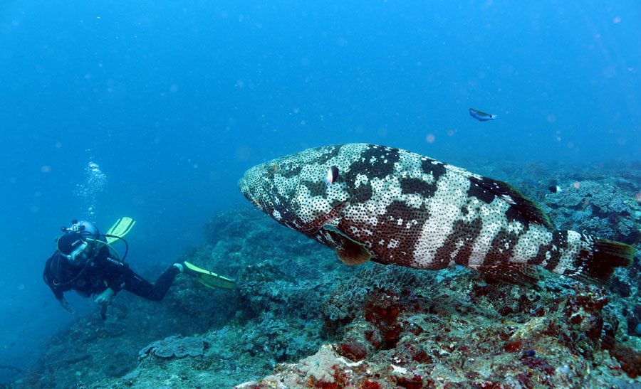 Mérou malabar sur le mur de Bevato - photo plongée Madagascar