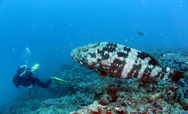 The malabar grouper and a diver
