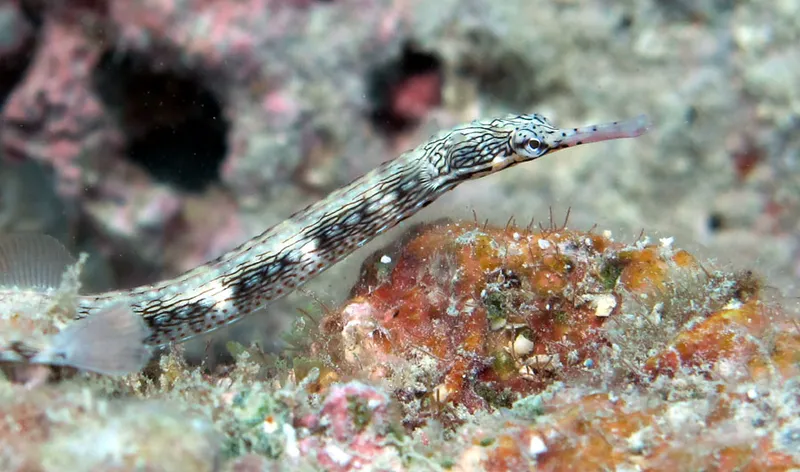  A pipefish