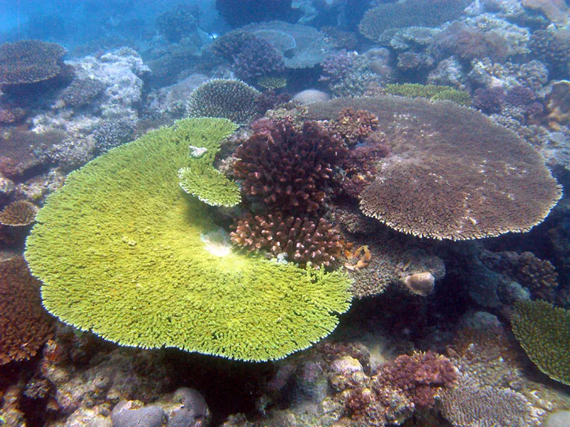 Acropores du jardin de corail
