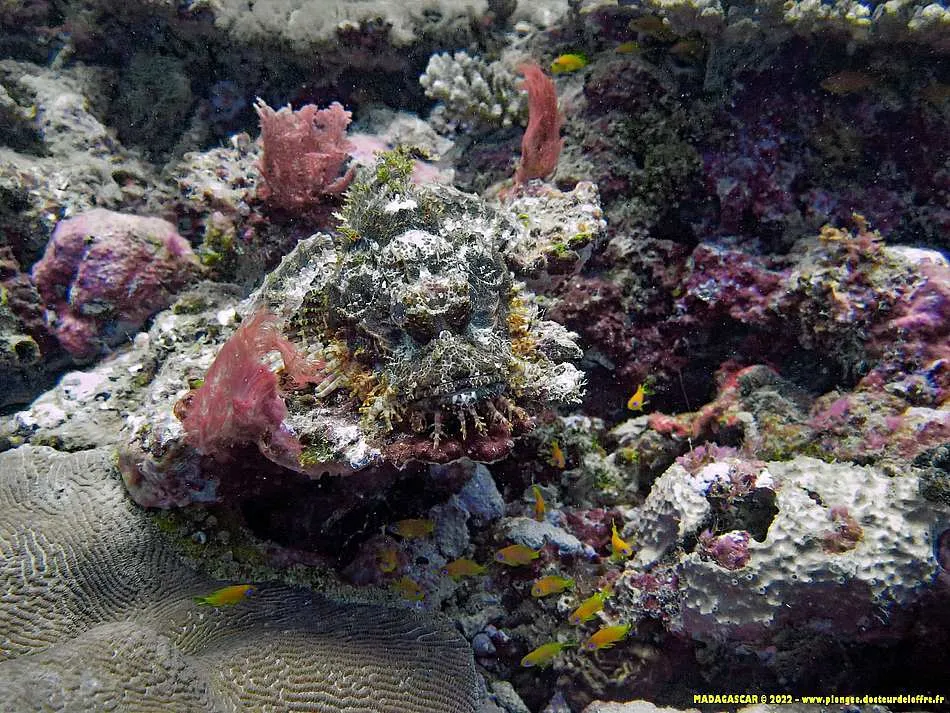 Photo diving Madagascar