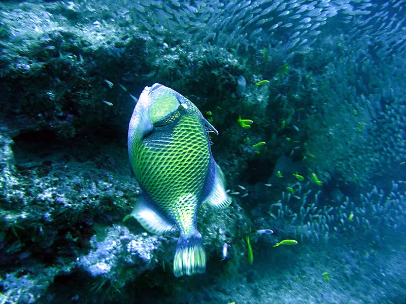 Mustache triggerfish at Bevato wall