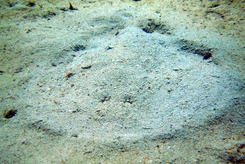 Freshly disturbed sand, electric ray shaped