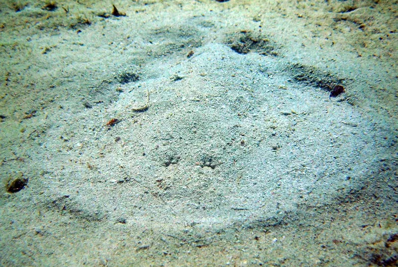 Sable fraîchement remué en forme de raie torpille