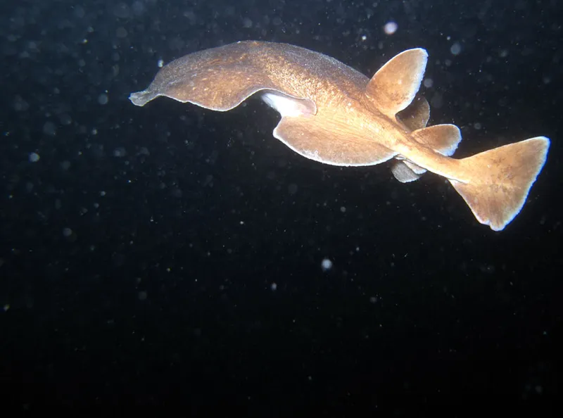 Swimming away electric
 ray