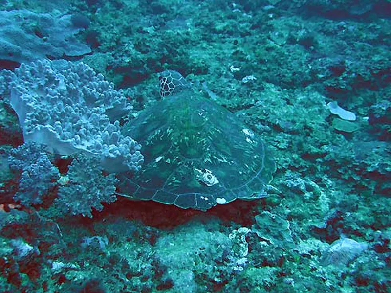 Photo diving Madagascar