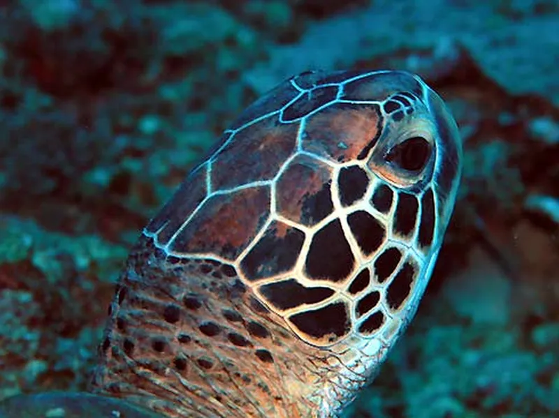 Photo diving Madagascar