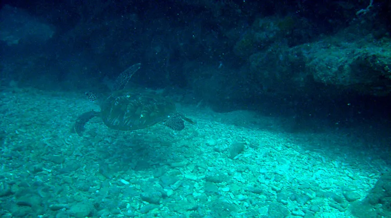 Sea turtle swimming over Grotte Juliette scree