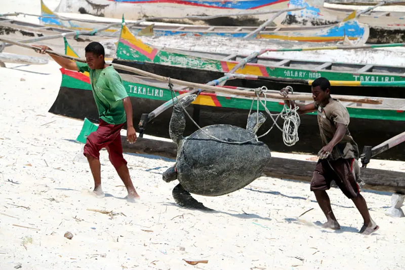 Vezo fishermen carrying a green turtle