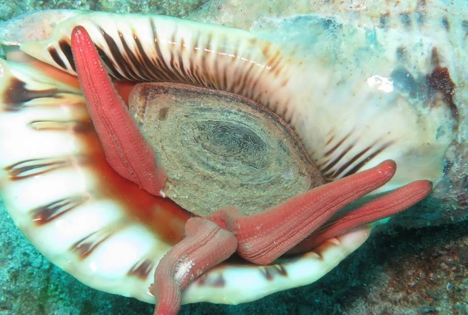 Le Triton géant, ou royal, ou conque, ou Trompette de Neptune, se nourrit d'échinodermes