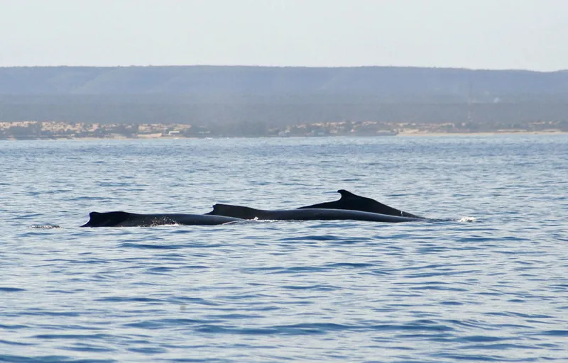 Humpback whales cruising off Songoritelo