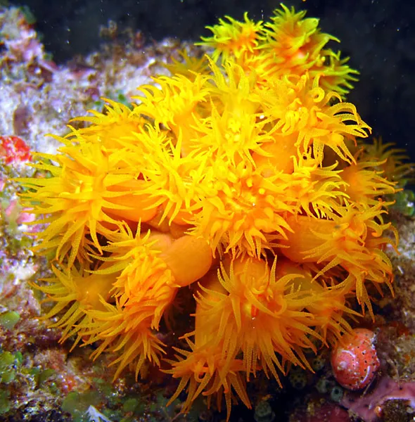  Bunch of cup coral, at night