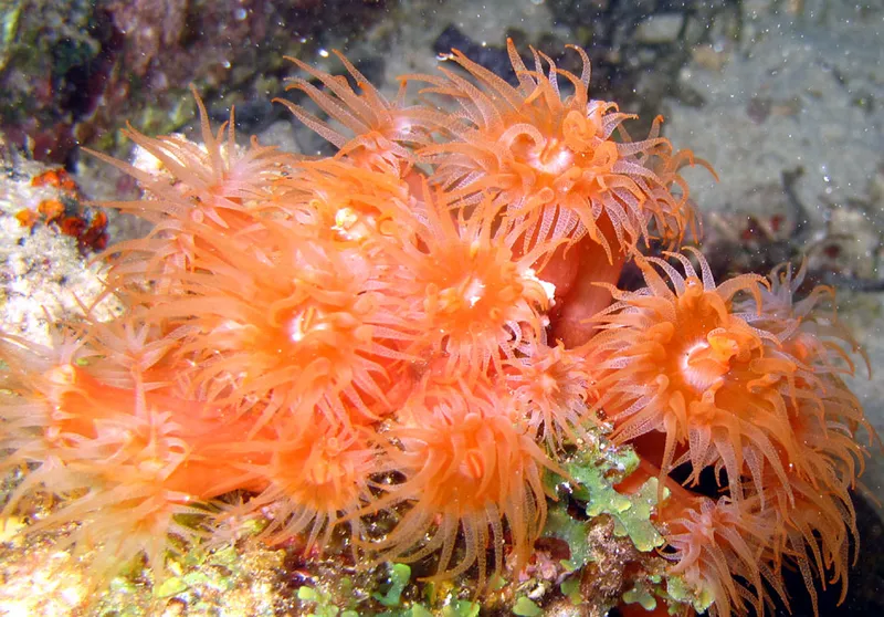 Bouquet de tubastrées orange, la nuit