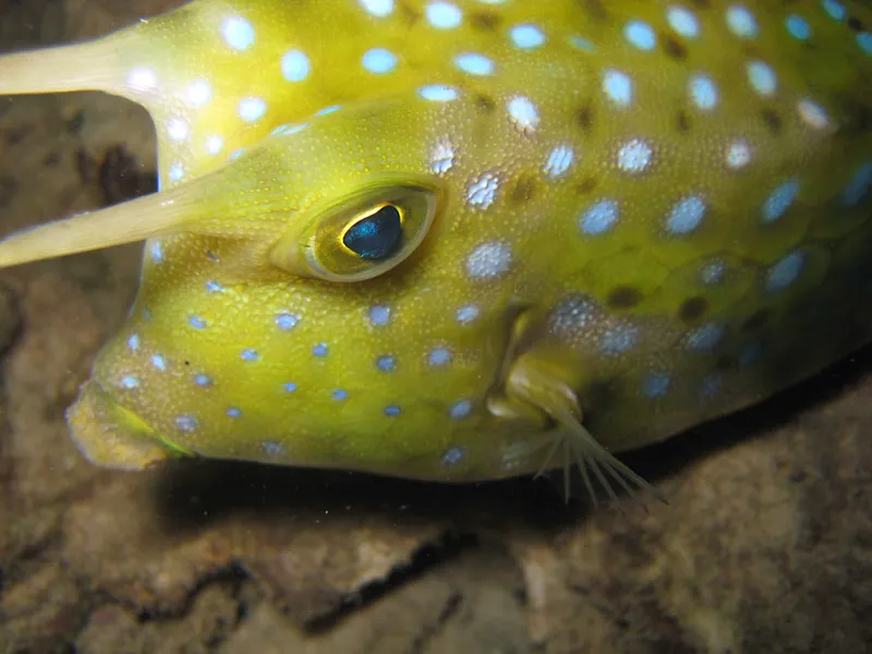 Poisson vache à longues cornes, gros plan