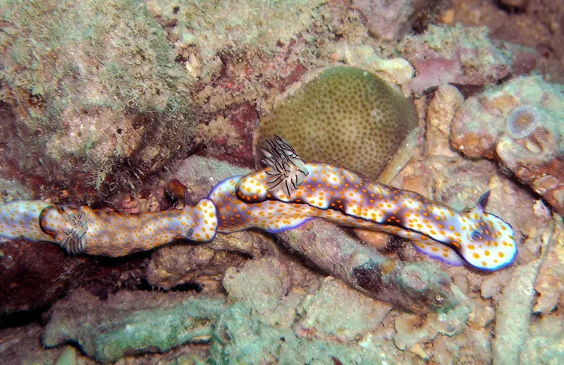 Deux nudibranches Hypselodoris pulchella