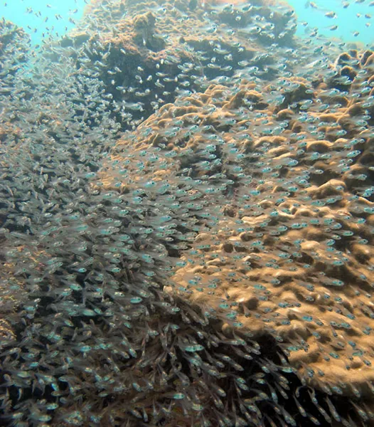 Thousands of small fish curtain