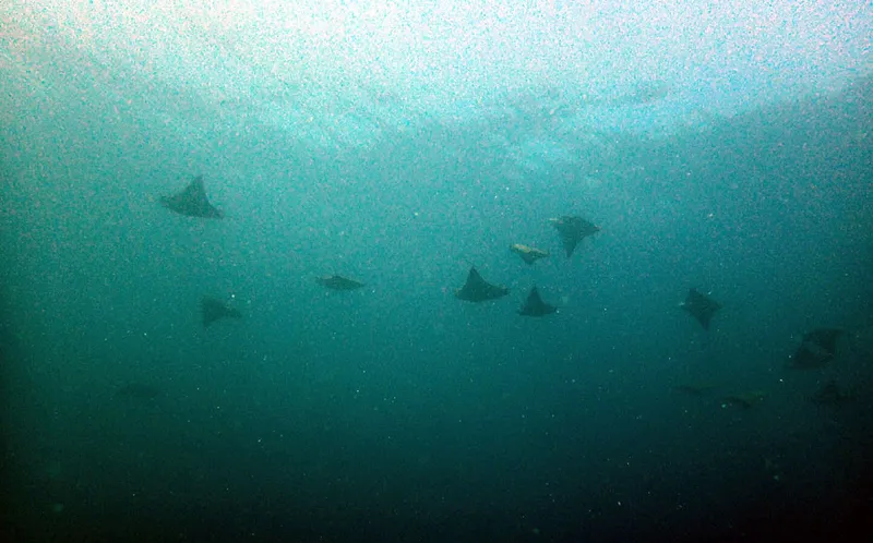 Photo diving Madagascar