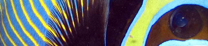 Emperor angelfish