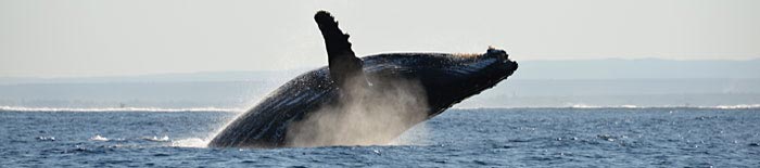 Humpback whale Ifaty