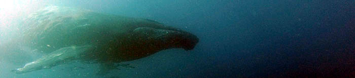 Humpback whale in a cathedral dive site