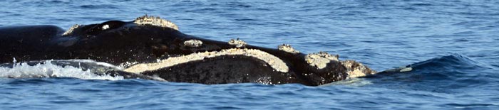 Austral whale 09.18.14