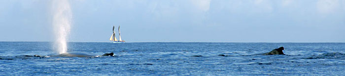 Whales and schooner in the Ranobe bay