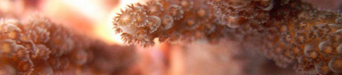 Coral