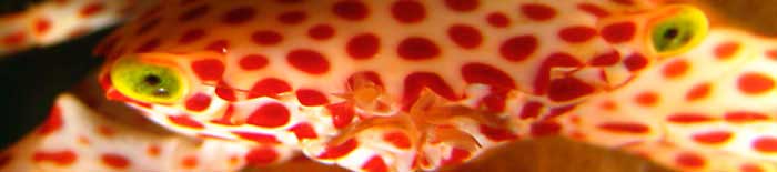 Bakoly crab at Bevato dive site
