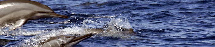 Long nose dolphins