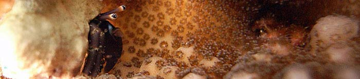 Ermit crab in its coral garden