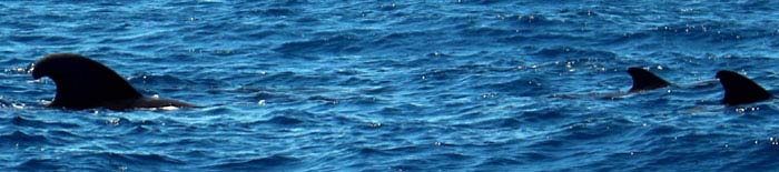 Pilot whlaes in the Ranobe bay