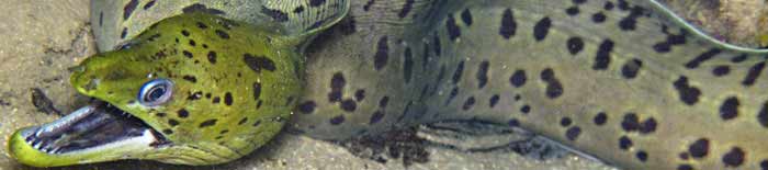 Gymnothorax fimbriatus at night