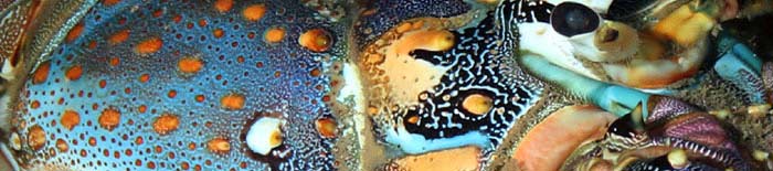 Spiny lobster